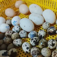 جوجه یکروزه بلدرچین ژاپنی