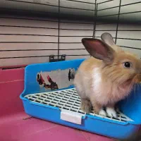 خرگوش|موش و خرگوش|تهران, گلستان (شهرک راه آهن)|دیوار