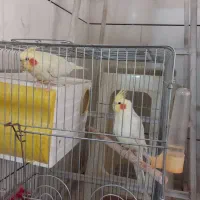 عروس هلندی نر ماده سخنگو