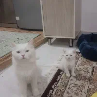 توله پرشین کلاسیک 2ماهه