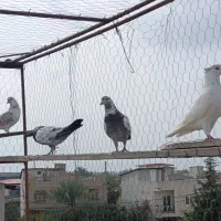 کبوتر پرشی|پرنده|آکند, |دیوار