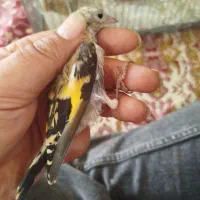 سهره|پرنده|تهران, تجریش|دیوار