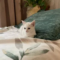 واگذاری پیشی سفید و بازیگوش