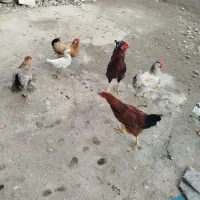 فروش|حیوانات مزرعه|احمدسرگوراب, |دیوار