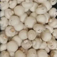 قارچ تازه از تولیدی همه روز موجود