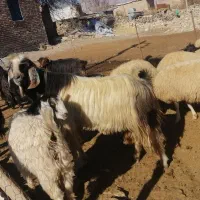 گوسفند|حیوانات مزرعه|جوانرود, |دیوار