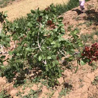 باغ پسته|فروش دفتر صنعتی، کشاورزی، تجاری|سبزوار, قصبه شرقی|دیوار