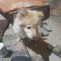 سگ پوز روباهی