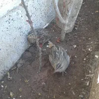 بلدرچین فروشی