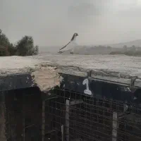 کبوتر بوم|پرنده|شاندیز, |دیوار