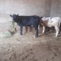 گوساله