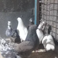 کبوتر تهرانی