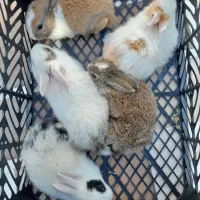 بچه خرگوش