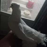 کبوتر دم چتری