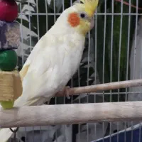 عروس هلندی مولد