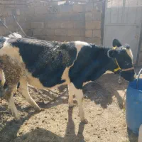 گوساله هلشتایین ماده|حیوانات مزرعه|سنندج, |دیوار