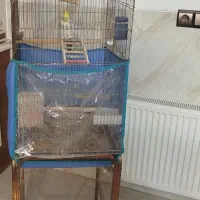 عروس هلندی|پرنده|یزد, |دیوار