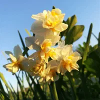 پیاز گل نرگس شصت پر|گل و گیاه طبیعی|بهبهان, |دیوار
