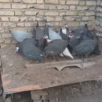 مرغ شاخ دار جفتی