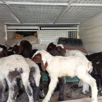 بره شیری 29عدد مکان کاشمر