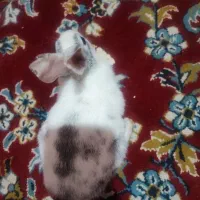 خرگوش|موش و خرگوش|برازجان, |دیوار