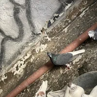 کبوتر زحمت کشیده زمین و اسمان