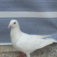 کبوتر رنگی . عراقی . موشی|پرنده|گنبد کاووس, |دیوار