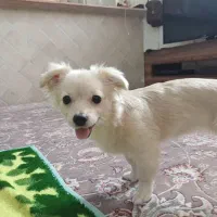 سگ آپارتمانی کوچک ۲ تومن