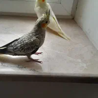 عروس هلندی|پرنده|قم, پردیسان|دیوار