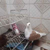 کبوتر  دوکتی|پرنده|اهواز, فاز ۱ پادادشهر|دیوار
