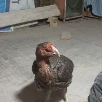 لاری|حیوانات مزرعه|مشهد, همت آباد|دیوار