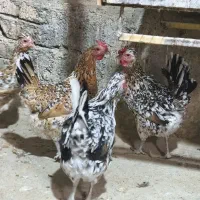 مرغ گلین لری با جوجه|حیوانات مزرعه|هشتگرد, هیو|دیوار