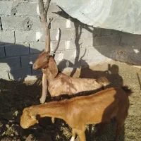 بز گیسه|حیوانات مزرعه|جیرفت, |دیوار