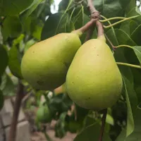 گلابی سر درختی|خوردنی و آشامیدنی|قائم‌شهر, |دیوار
