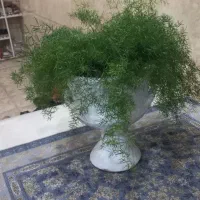 فروش تعدادی گل خانگی