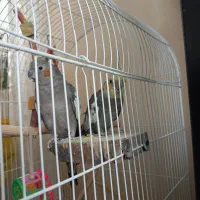 عروس هلندی