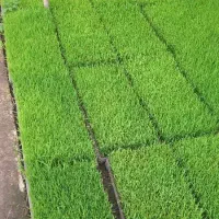 نشا برنج هاشمی توم
