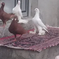 کبوتر سفید و نارش