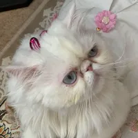 گربه پرشین