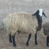 قوچ اصیل شال