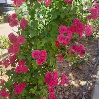 پشه بند سنتی مناسب باغ وویلا