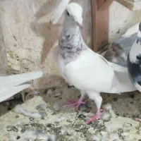 کبوتر  دورگ پلاکی