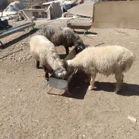 بره قوچ قنقور|حیوانات مزرعه|شیراز, تاچارا|دیوار