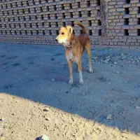 واگذاری سگ|سگ|بردسکن, |دیوار