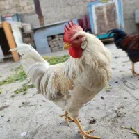 خروس|حیوانات مزرعه|بهارستان, |دیوار