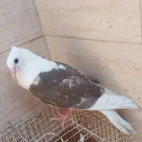 کفتر. جفتی|پرنده|اهواز, کارون|دیوار