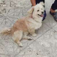 فروش سگ پاپی