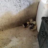 ۴عدد جوجه چهل تاج زیر مرغی گلین