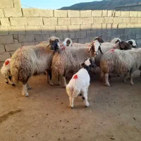 گوسفند و بره مالچه وجوان با چند راس قوچ