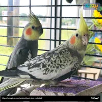 جفت عروس پاریس/هلندی مولد همه نژاد ها/کارداده|پرنده|اهواز, شهرک دانشگاه|دیوار